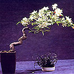 bonsai3.jpg