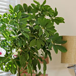Домашние растения