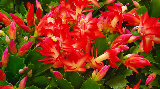 ��������� �������� ����� ����� ������ ���� ������� �������� ������� 