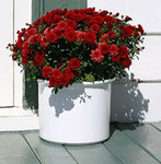 ������: ������ ��� �������� ������, ���������� ������ ������ ����� �������