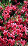 21fl_azalea.jpg